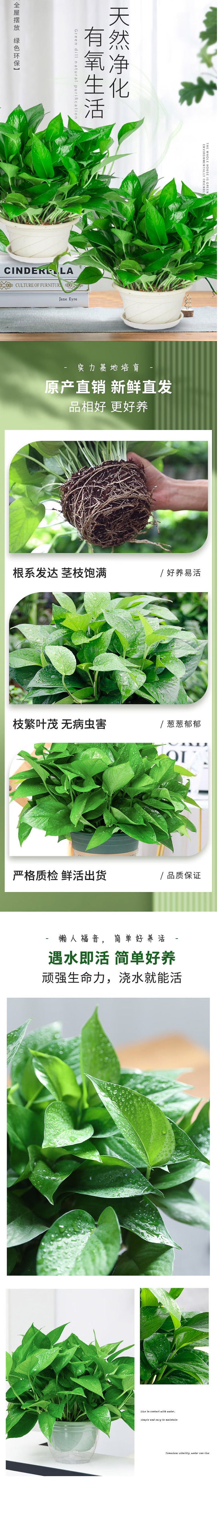 绿萝盆栽详情.jpg